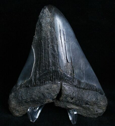 Bargain Megalodon Tooth #6993